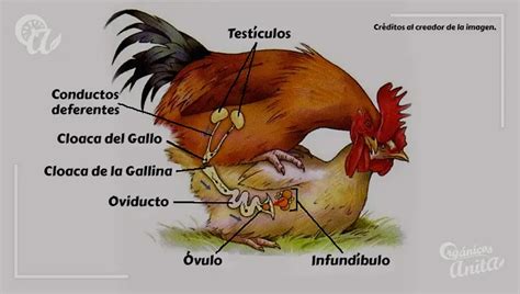 pene de un gallo|Anatomía del aparato reproductor del gallo: Todo lo。